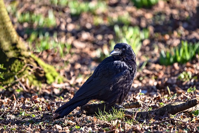 A crow on the ground